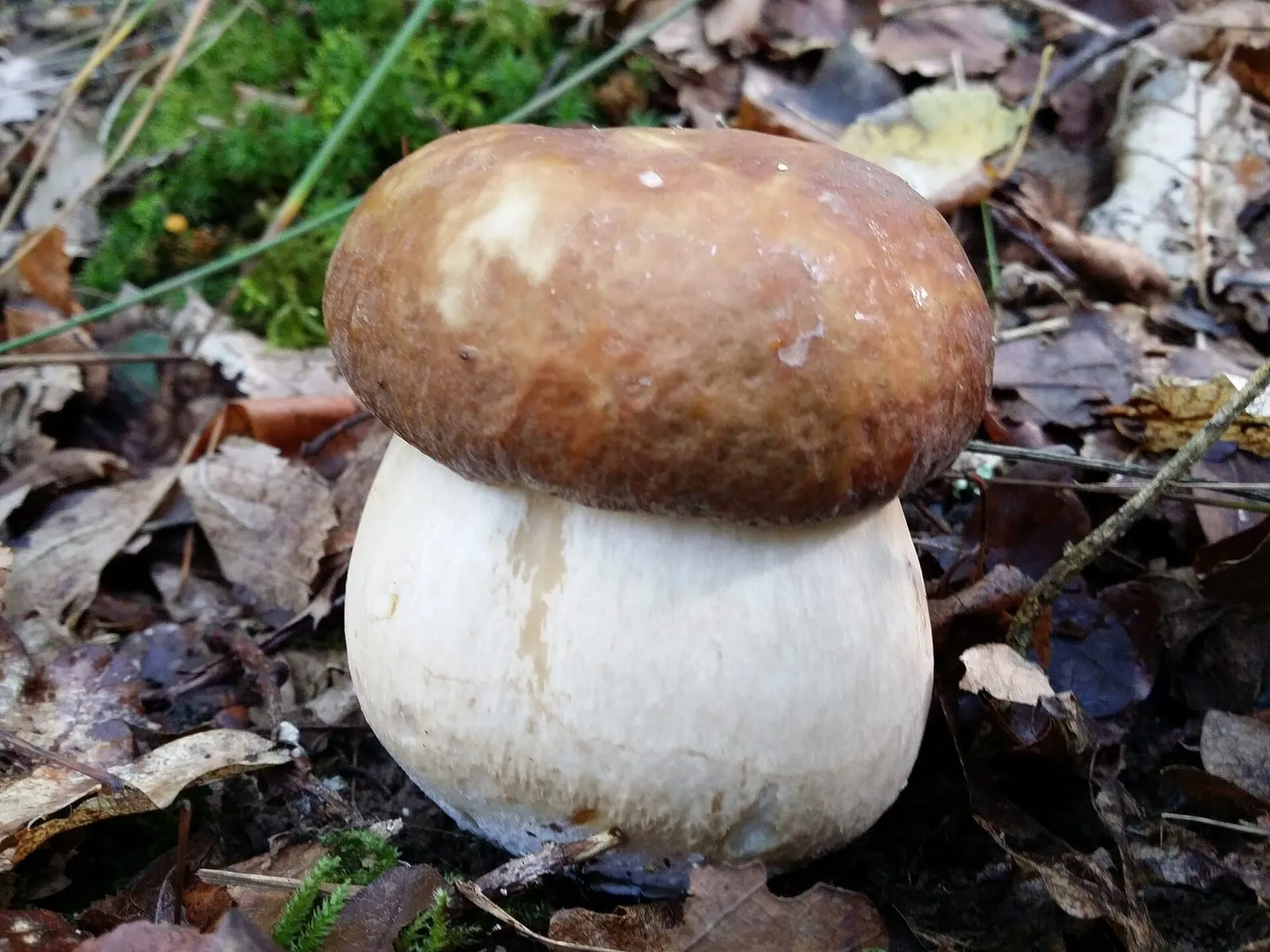 Un cèpe de Bordeaux dans un sous-bois