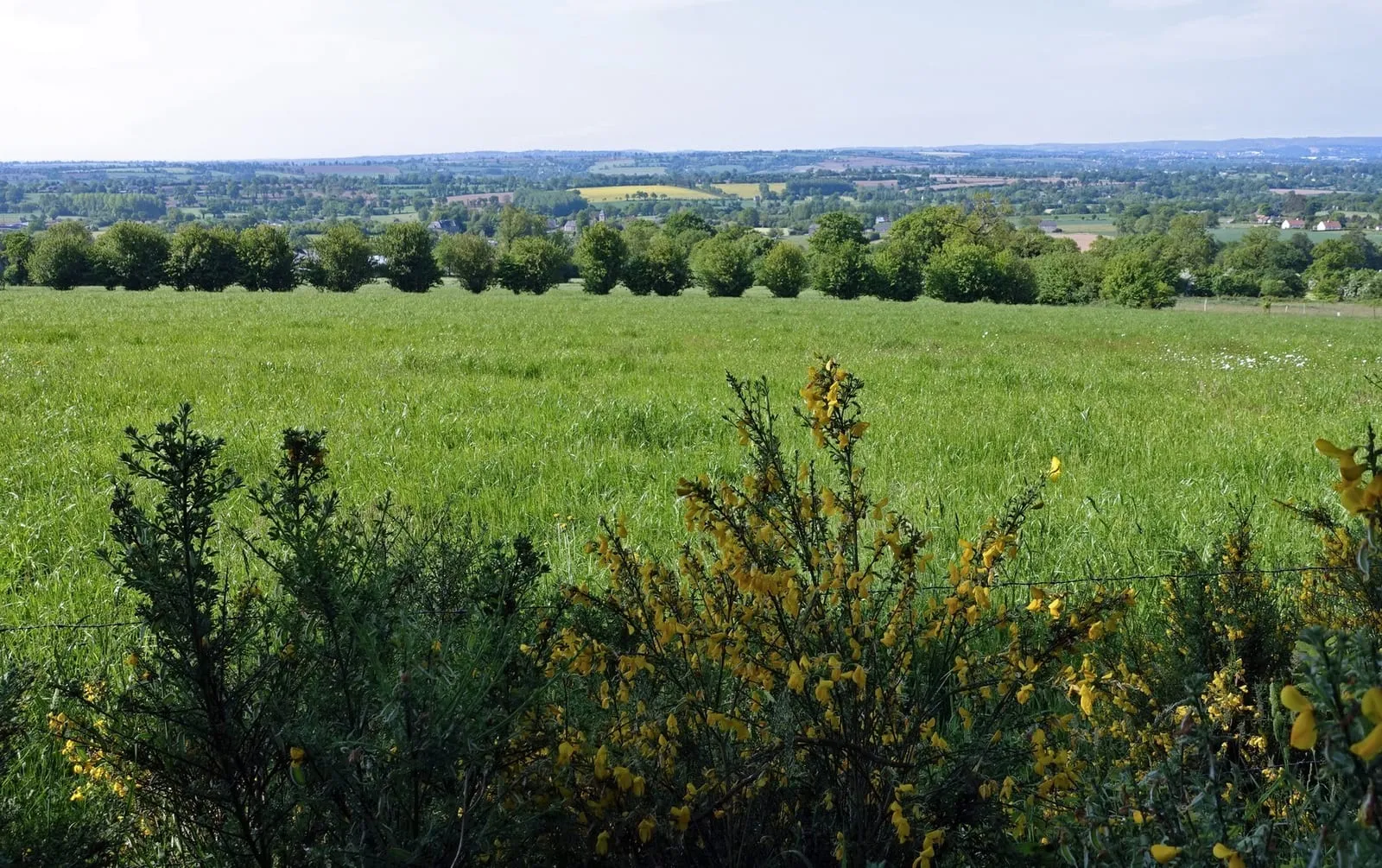 Un paysage de bocage et ses haies
